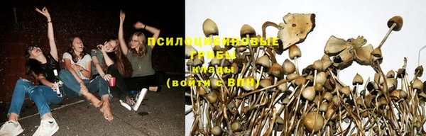 стафф Алзамай